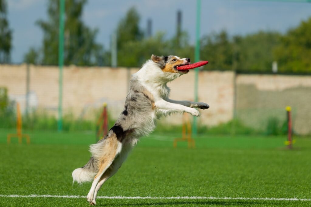 Dog catching frisbee