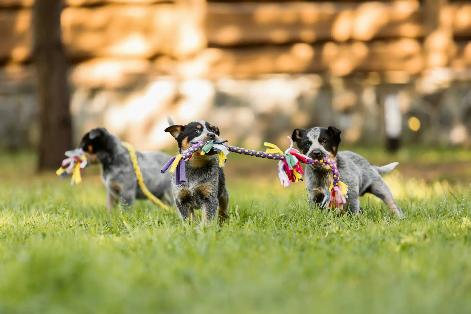 puppy group training lesson