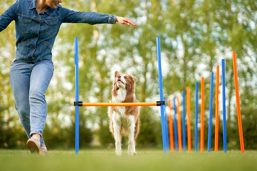 dog sport agility jumping