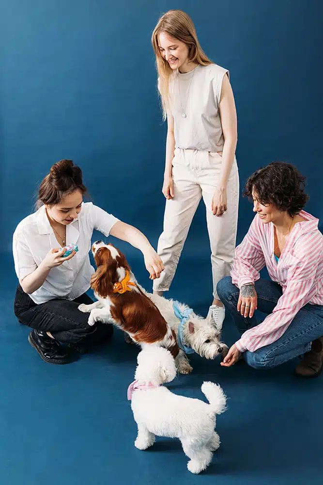 pet dog group lesson training